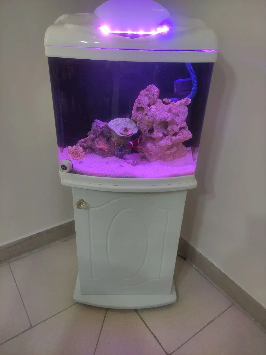 اکواریوم ابشور کامل با ماهی|ماهی|شیراز, ریشمک|دیوار