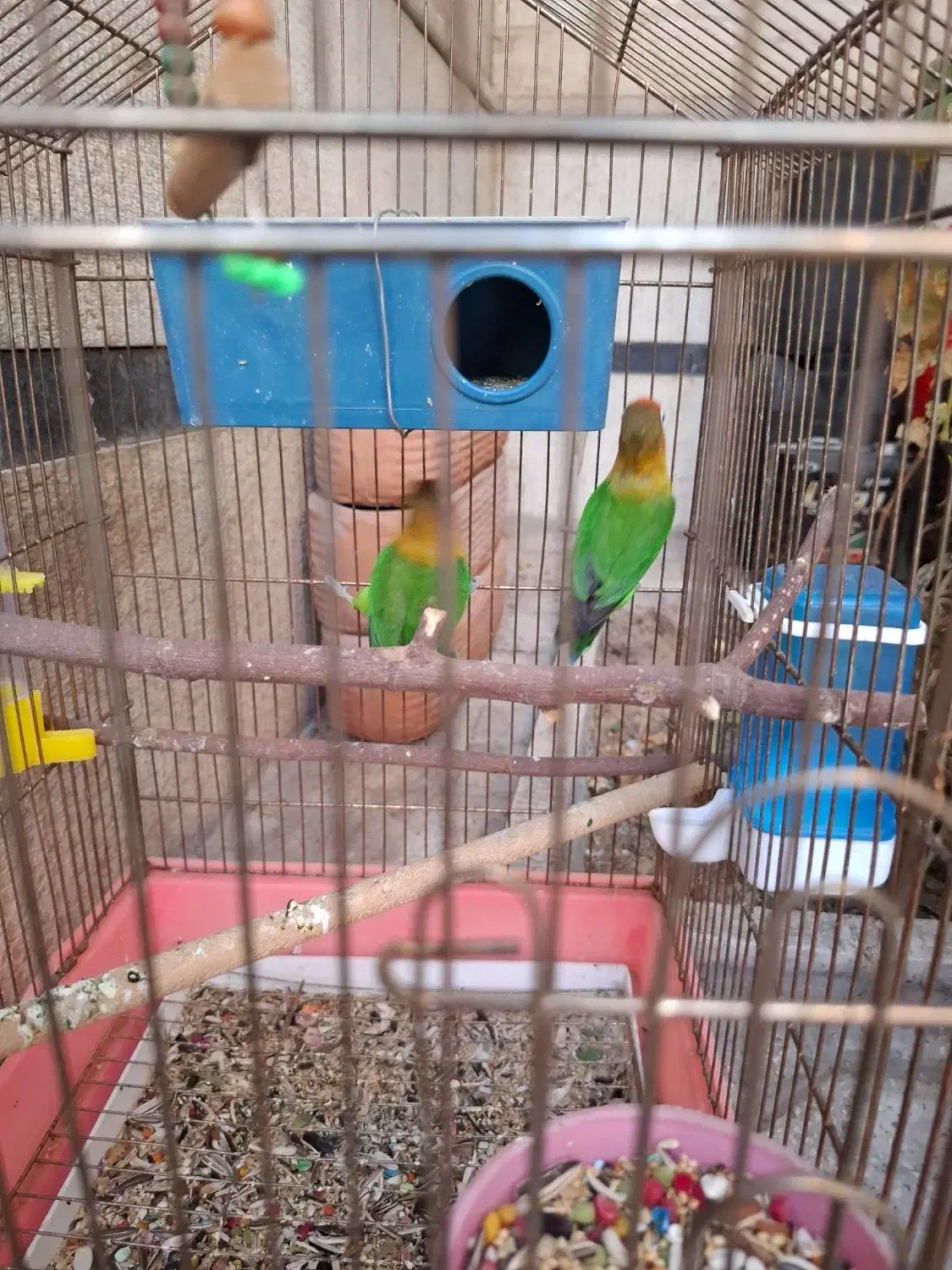 طوطی|پرنده|شیراز, شهرک والفجر|دیوار