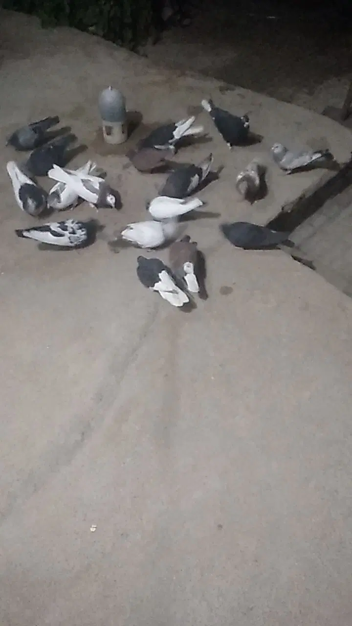 کفتر .|پرنده|شیراز, گچی|دیوار