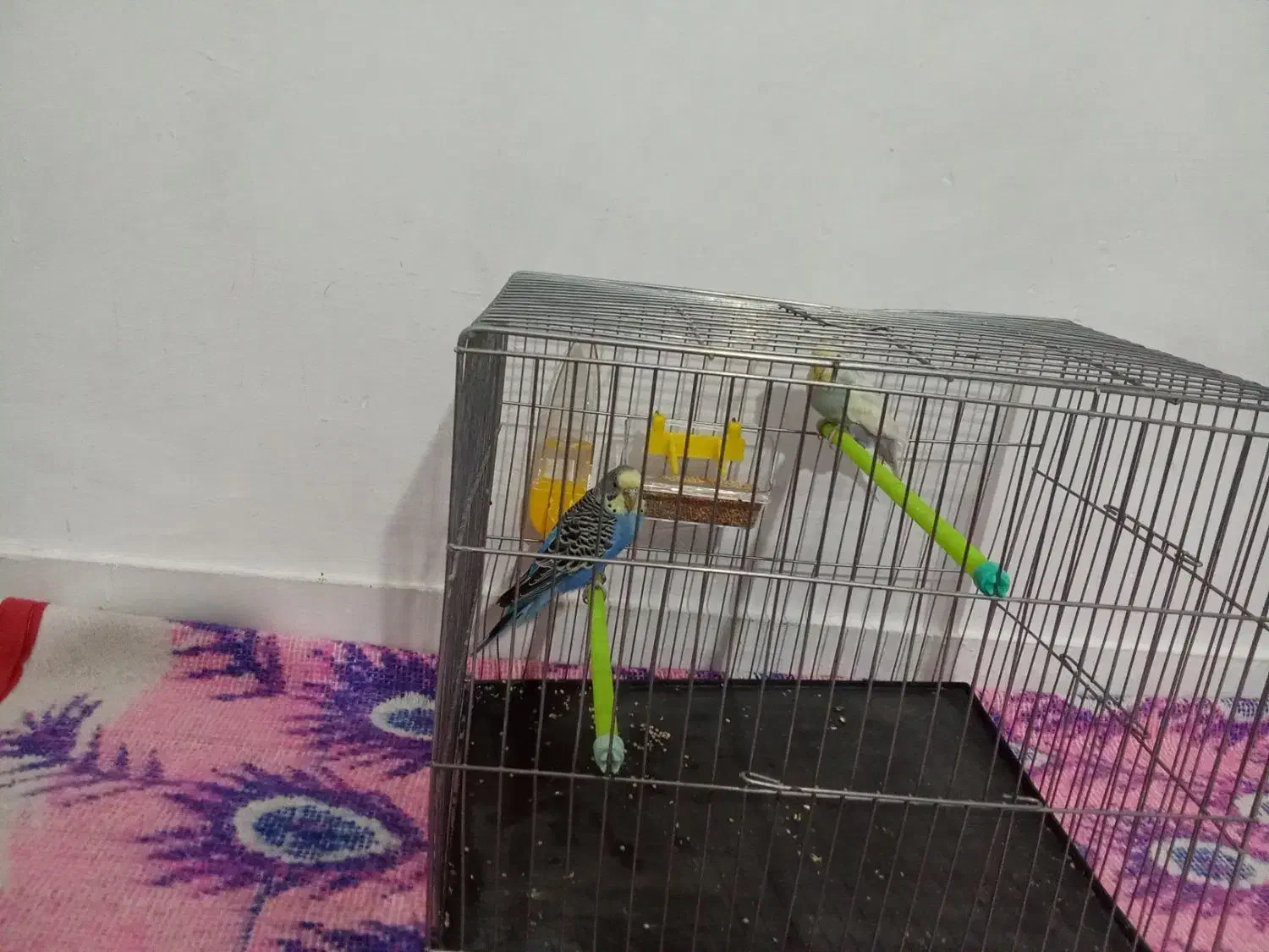 مرغ عشق|پرنده|تالش, هشتپر|دیوار