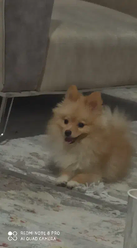 سگ پامر|سگ|ری, امین آباد|دیوار