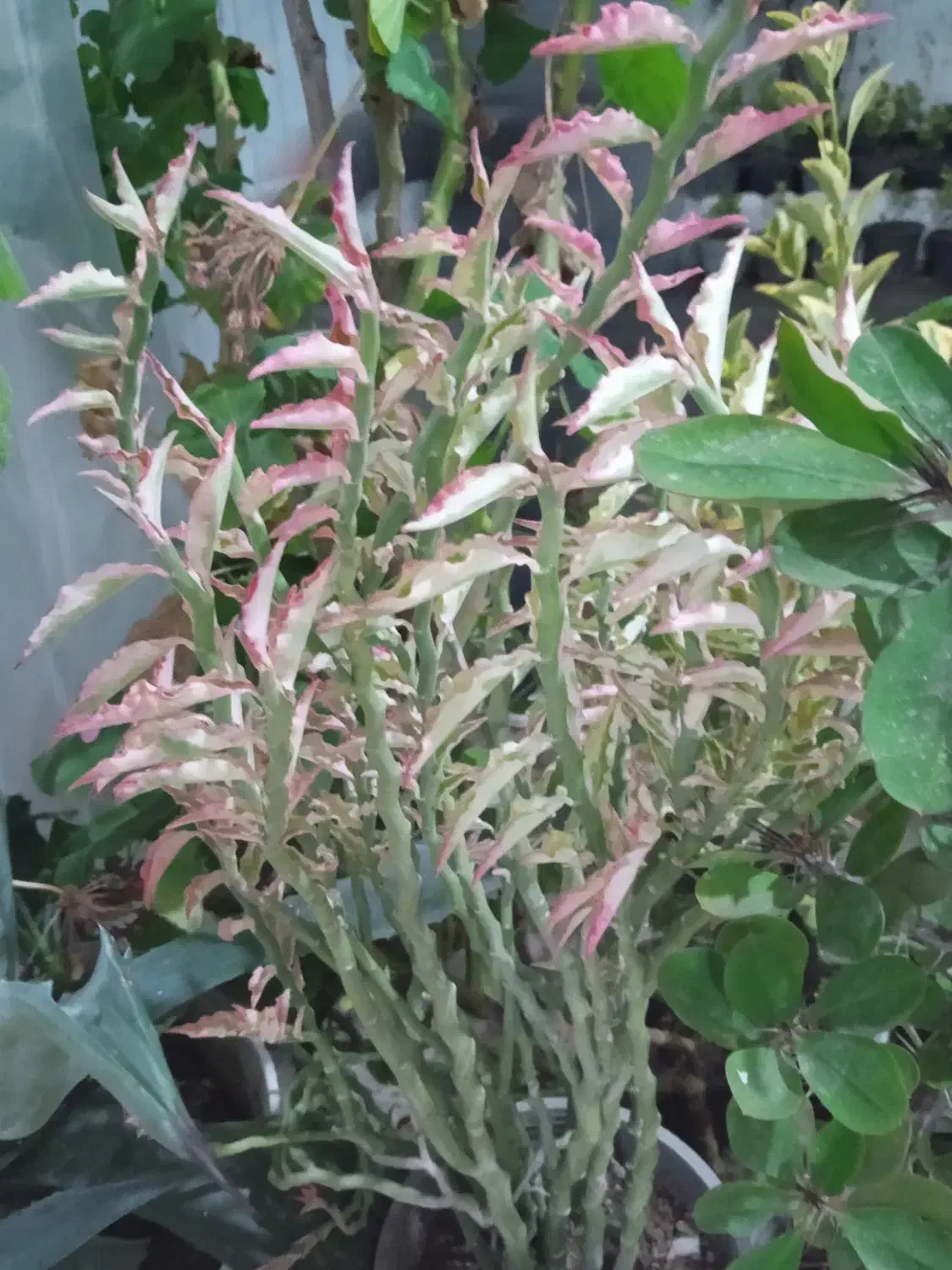 فروش انواع گل|گل و گیاه طبیعی|رشت, حومه رشت|دیوار