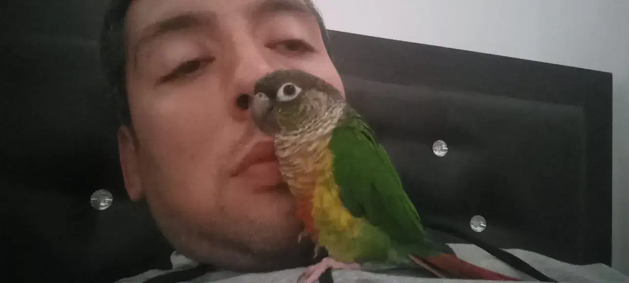 طوطی گرینچیک گمشده|حیوانات|ری, شهید بهشتی|دیوار