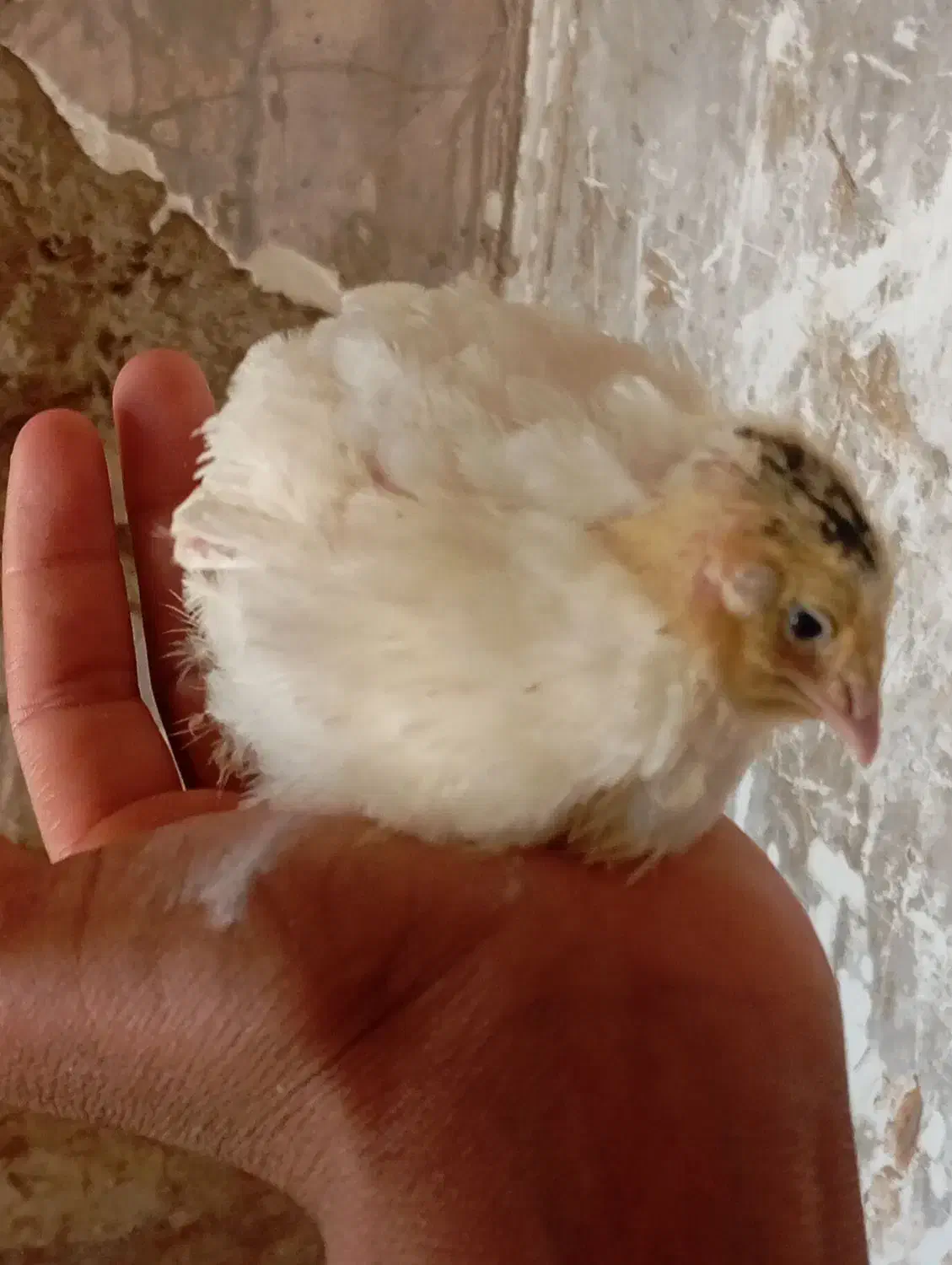 بلدرچین|حیوانات مزرعه|زابل, |دیوار