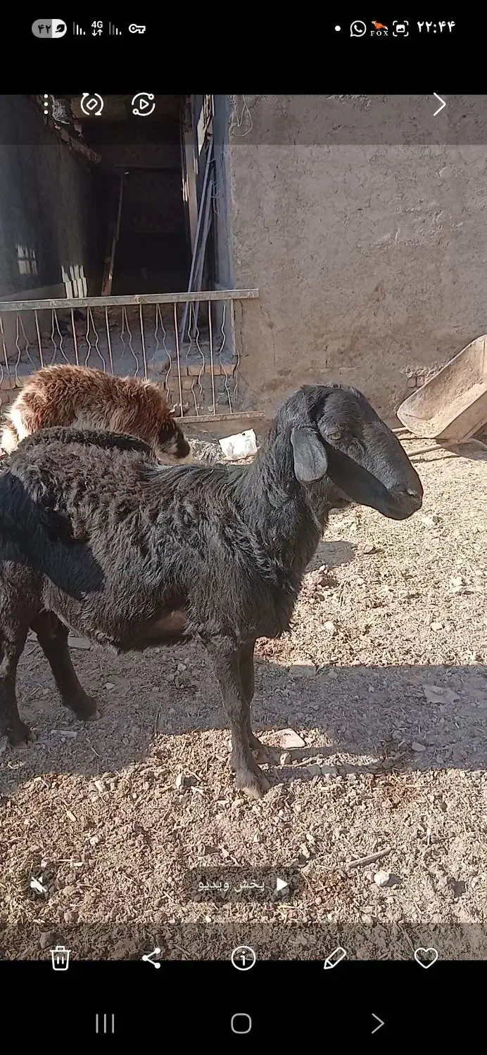 ۱۵ راس بره قوچ قره قزل اصل موفر موقعیت سیم فروشی|حیوانات مزرعه|خنداب, |دیوار