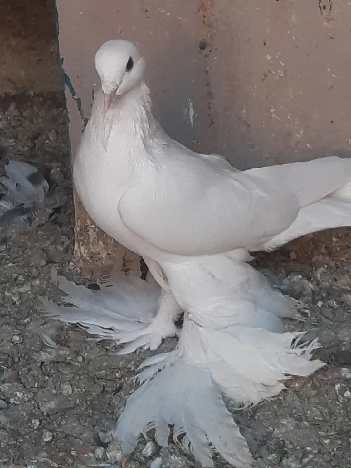 کبوتر|پرنده|بناب, |دیوار