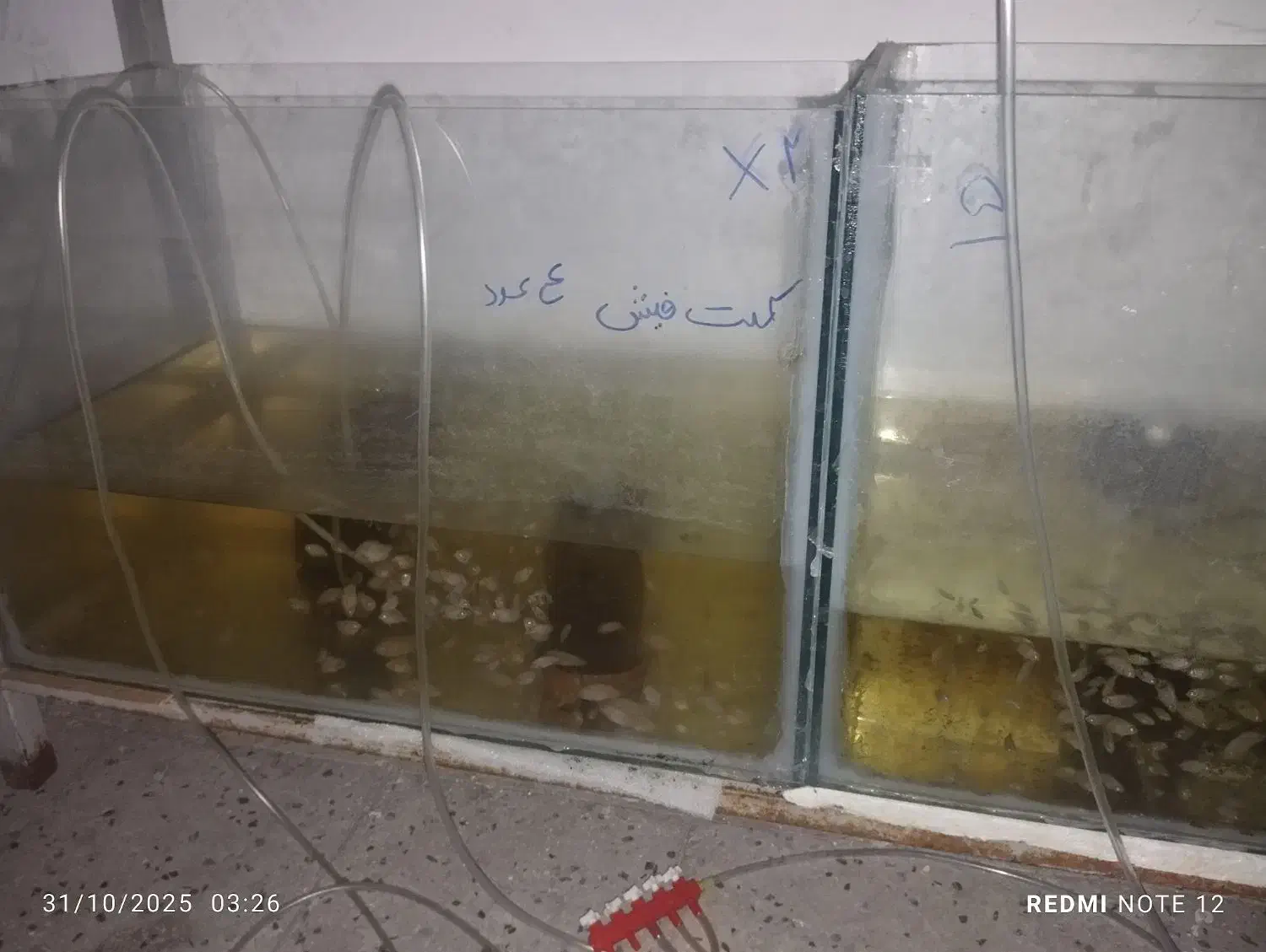 ماهیوآکواریوم باپاییه پرت پلارگوشت خواروگیاه خوار|ماهی|تهران, گرگان|دیوار