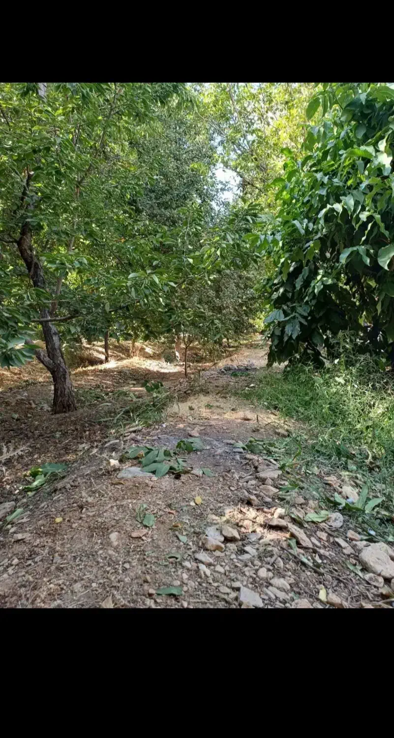 خریدگردواجاره تکاندن(تکان)وچیدن با اکیپ(نیروی)|خدمات باغبانی و درختکاری|خرم‌آباد, |دیوار