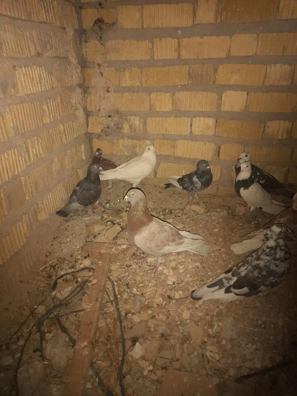 کفتر پلاکی|پرنده|مرودشت, مجد آباد|دیوار