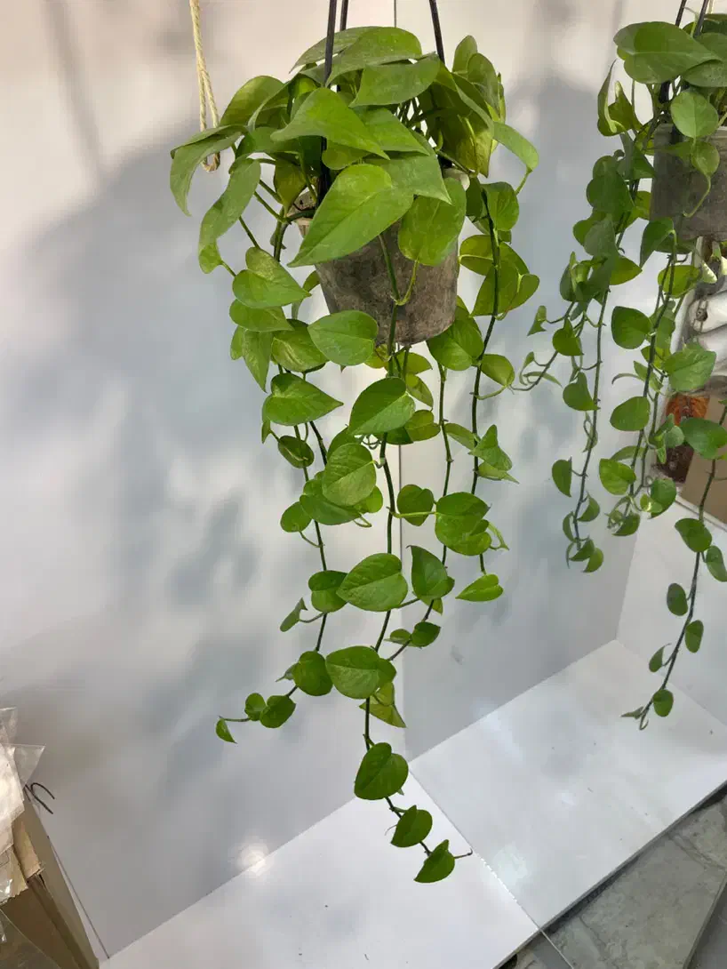 گیاهان اپارتمانی مقاوم|گل و گیاه طبیعی|تهران, مینای جنوبی|دیوار