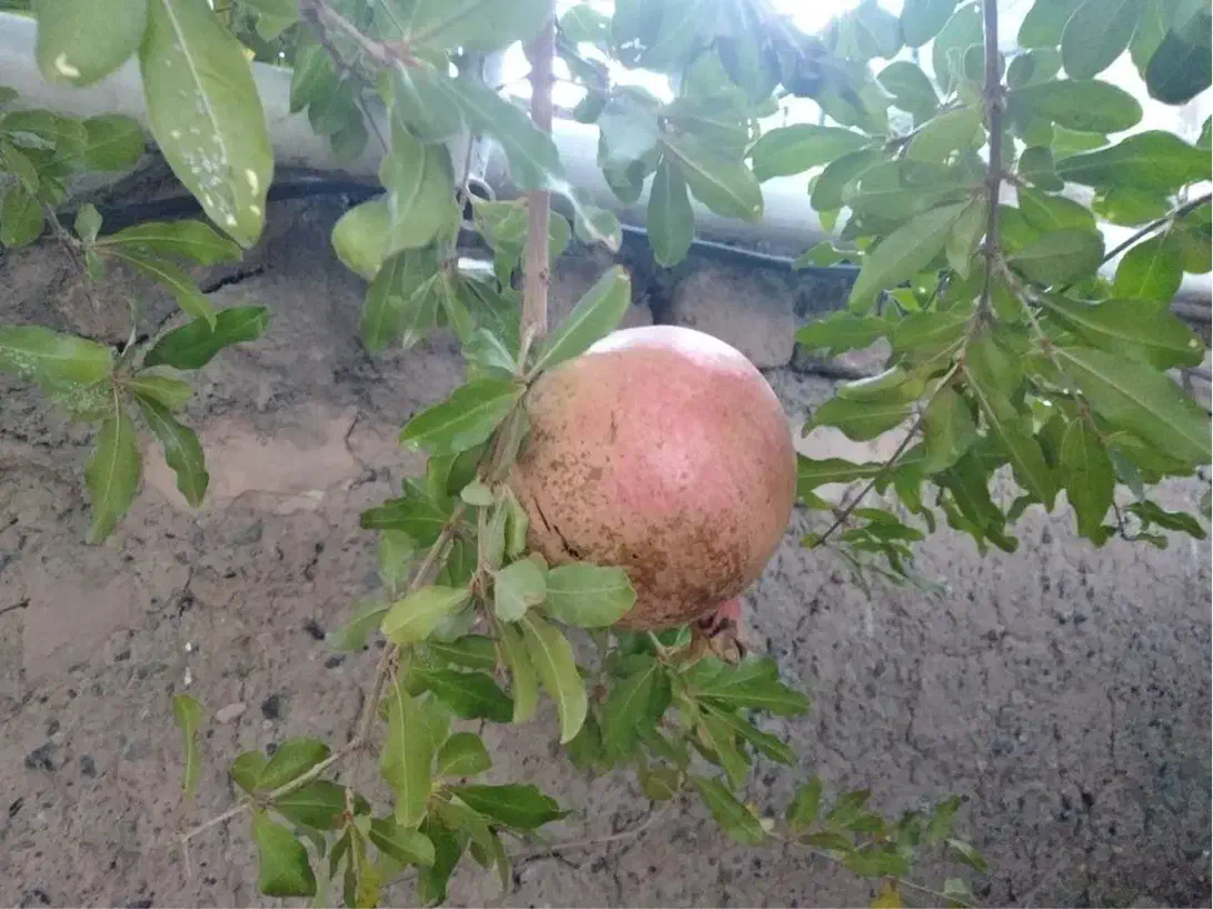 ۳۰۰۰ متر باغ مربع کامل موقعیت عالی|فروش خانه و ویلا|بیرجند, |دیوار