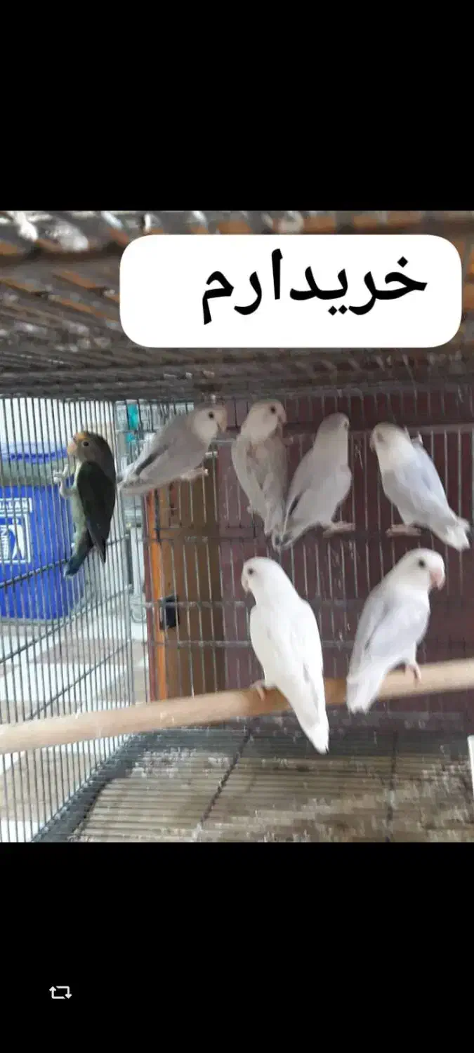 خرید و فروش پرنده طوطی کاسکو|پرنده|شیراز, زرهی|دیوار