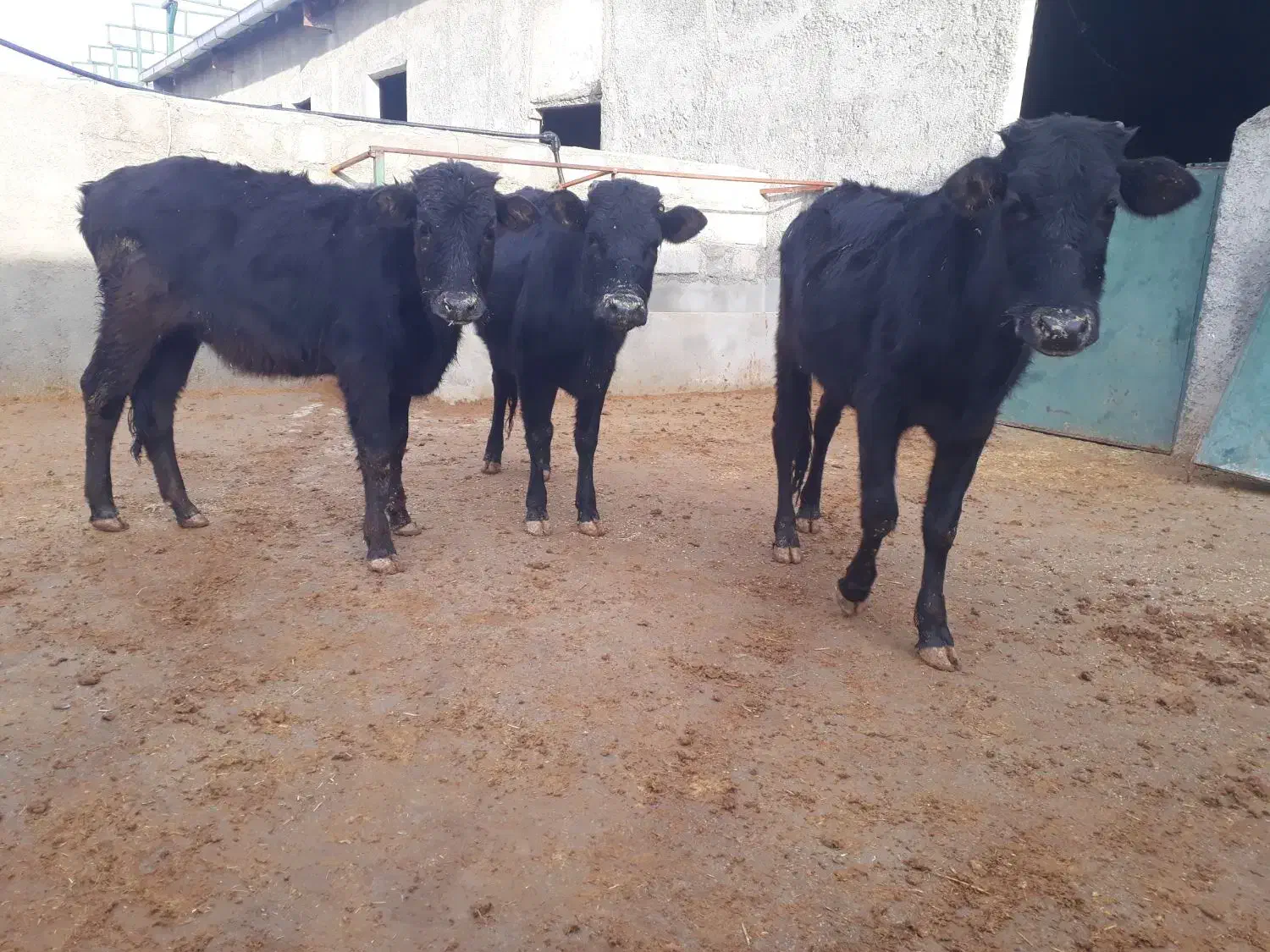 گوساله ماده بومی|حیوانات مزرعه|کوهدشت, |دیوار