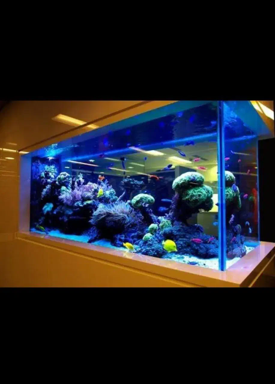 آکواریوم ماهی|ماهی|تربت جام, فاز ۲ فرهنگیان|دیوار