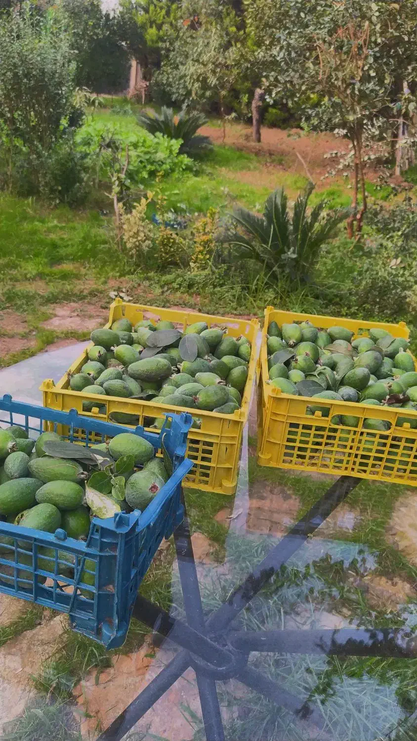 میوه فوجی تازه خوش طعم ،کیلویی ۱۰۰ تمن|خوردنی و آشامیدنی|رشت, بوسار|دیوار