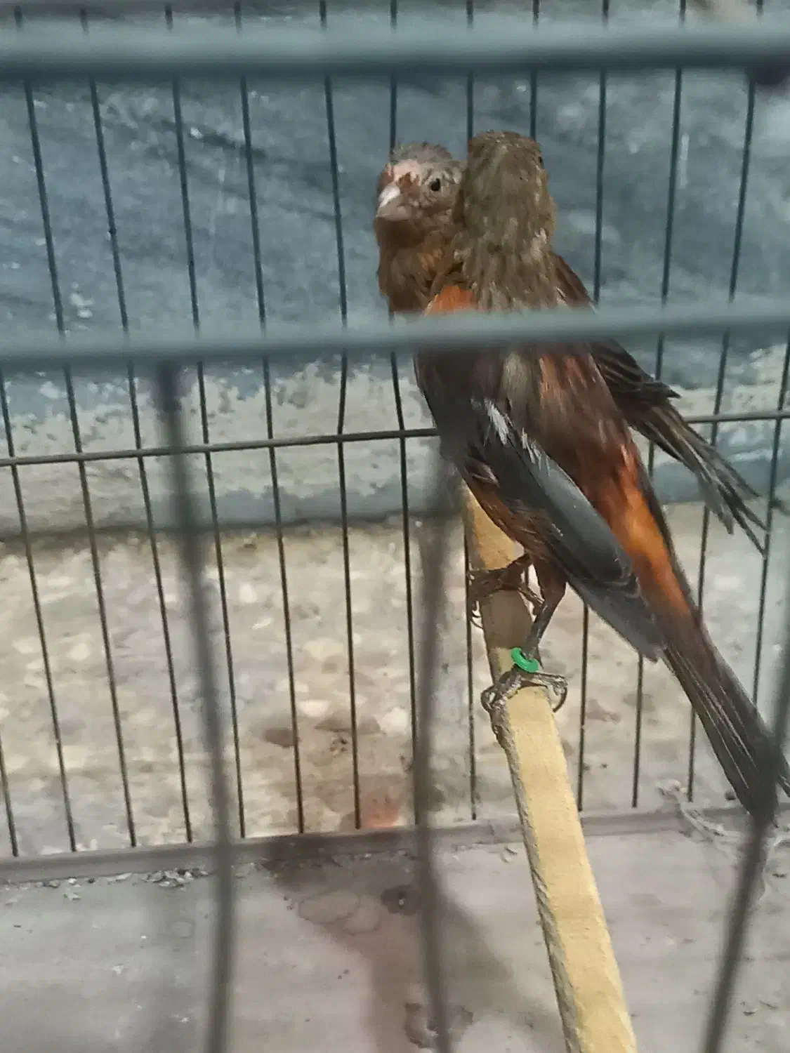 مادهای سرخ قناری|پرنده|بندر ماهشهر, |دیوار