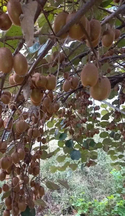 کیوی هایوارد فروشی|عمده‌فروشی|کیاکلا, |دیوار