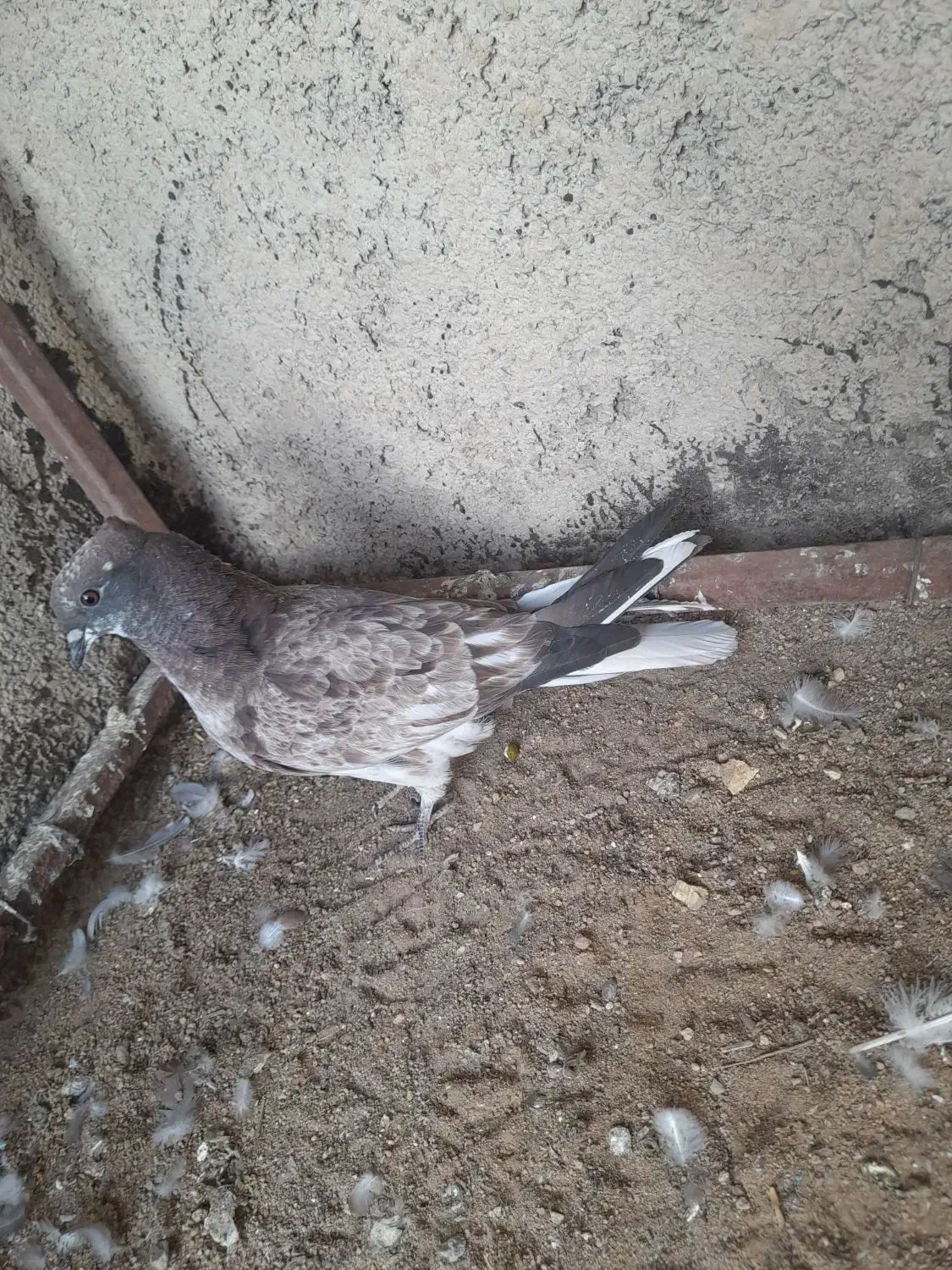 کفتر|پرنده|فولادشهر, فولادشهر|دیوار