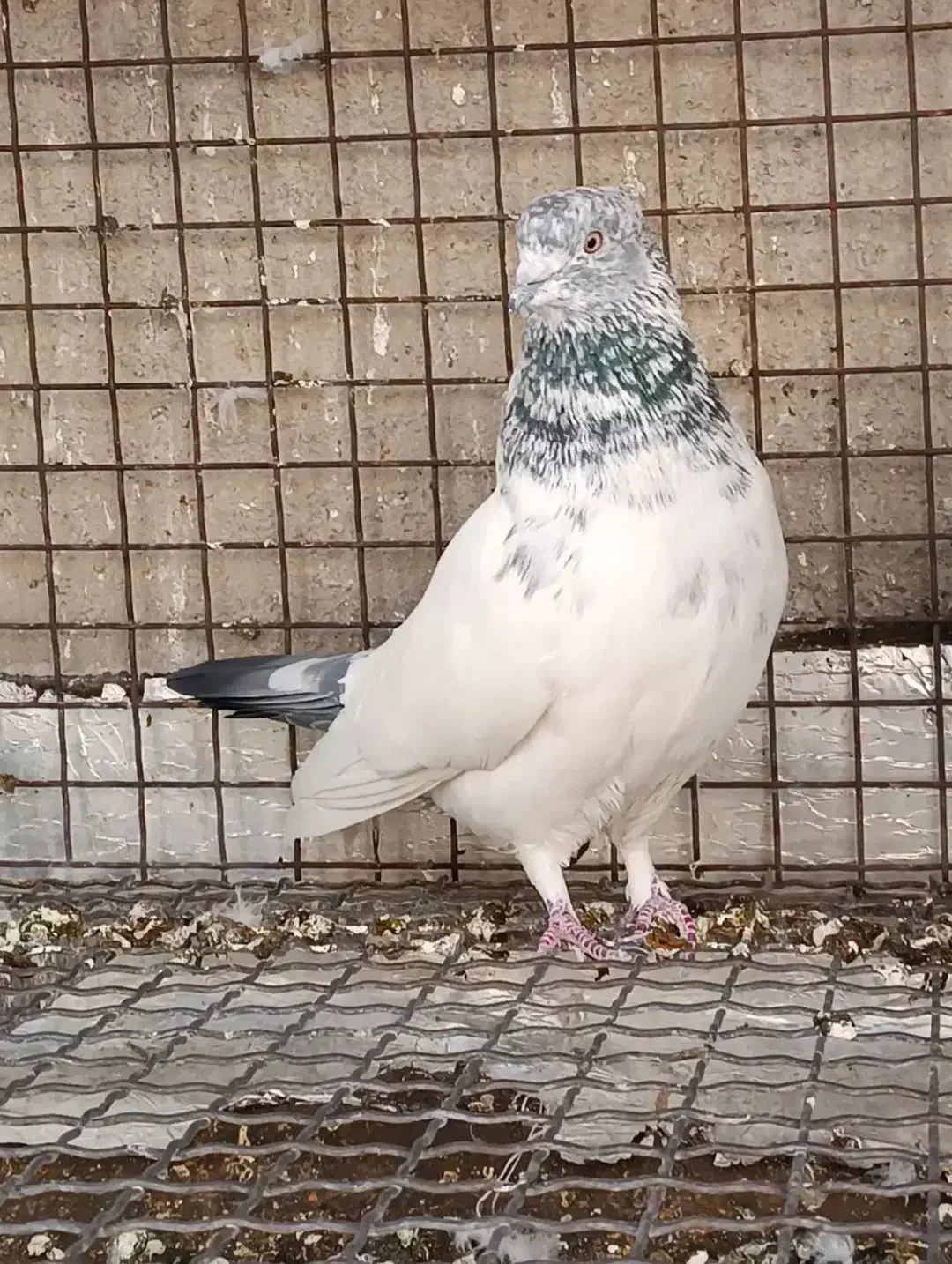 کله دم سبز فروشی|پرنده|نورآباد, |دیوار