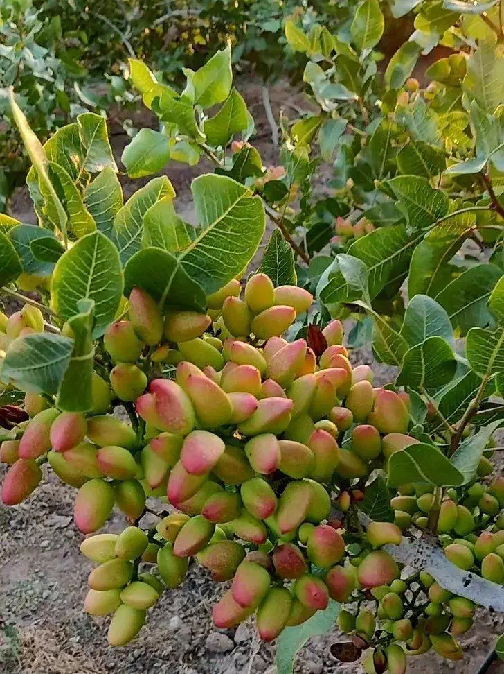 نهالستان صنوبر پسته|عمده‌فروشی|دشتابی, |دیوار