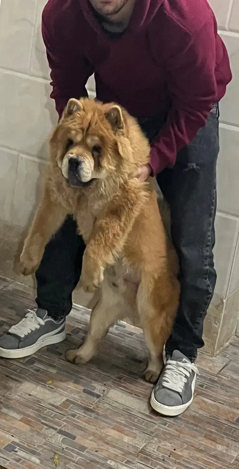 چاو چاو پوزه فلت اصیل|سگ|ورامین, ورامین|دیوار