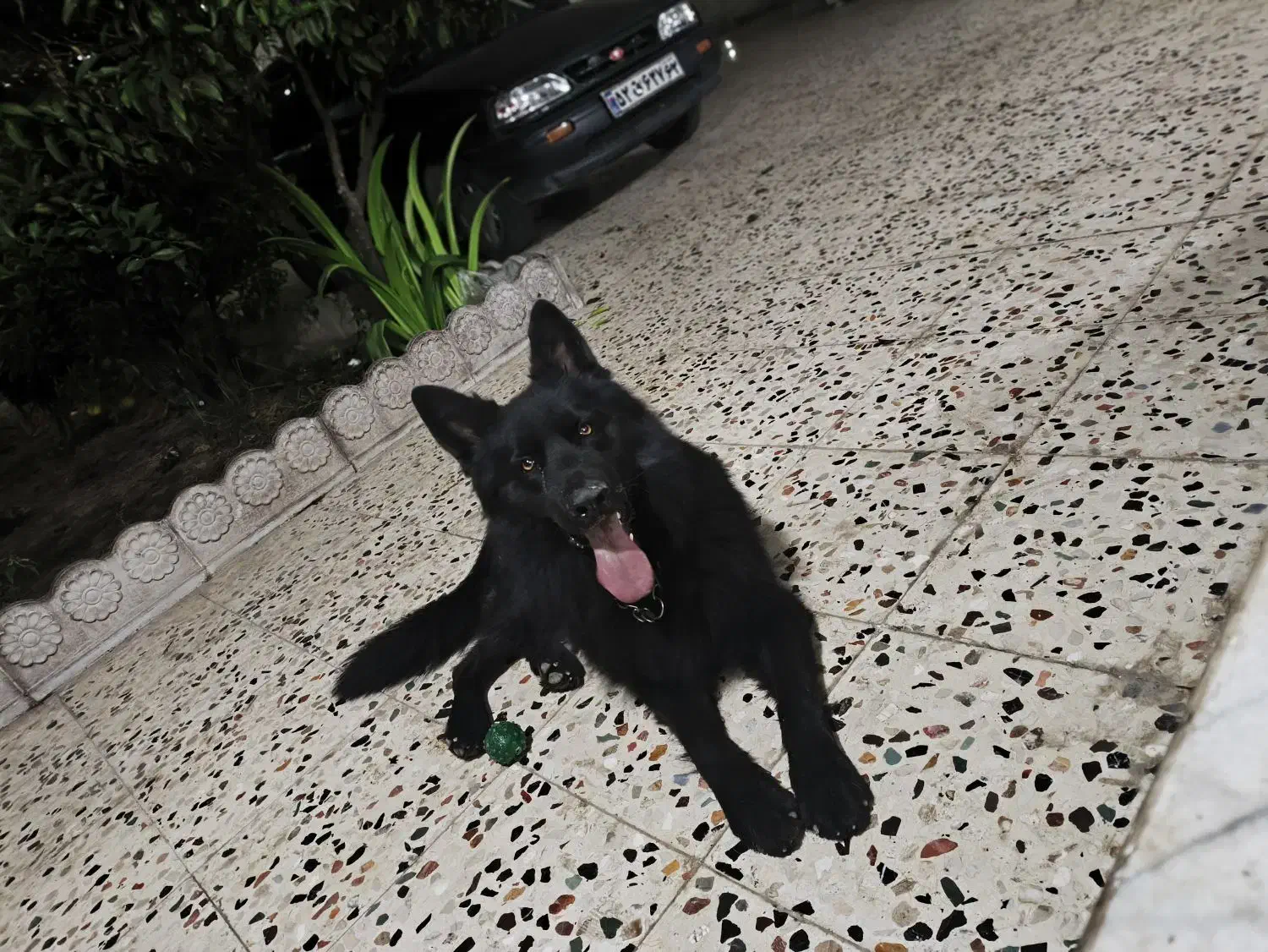 سگ ژرمن بلک|سگ|ساری, |دیوار