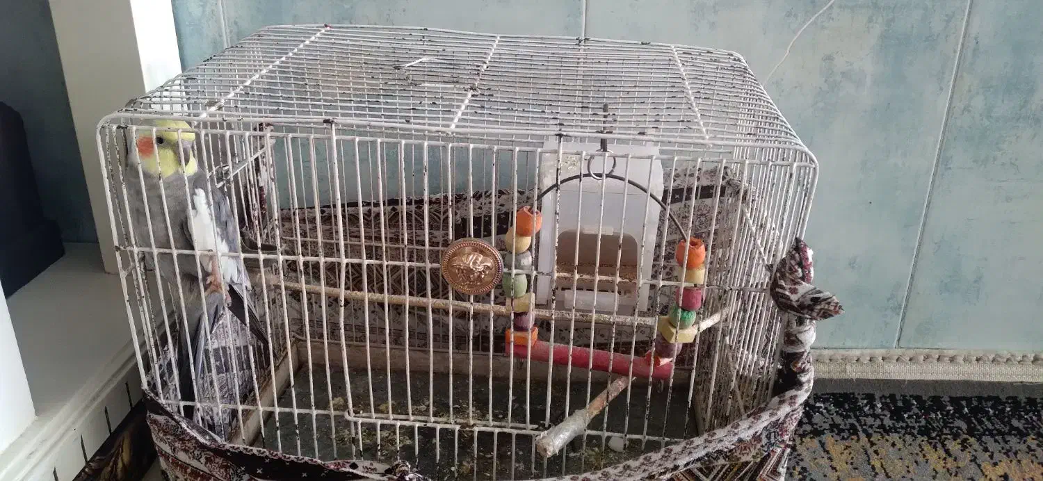 قفس پرنده نو و تمیز|لوازم جانبی حیوانات|سبزوار, هویزه|دیوار