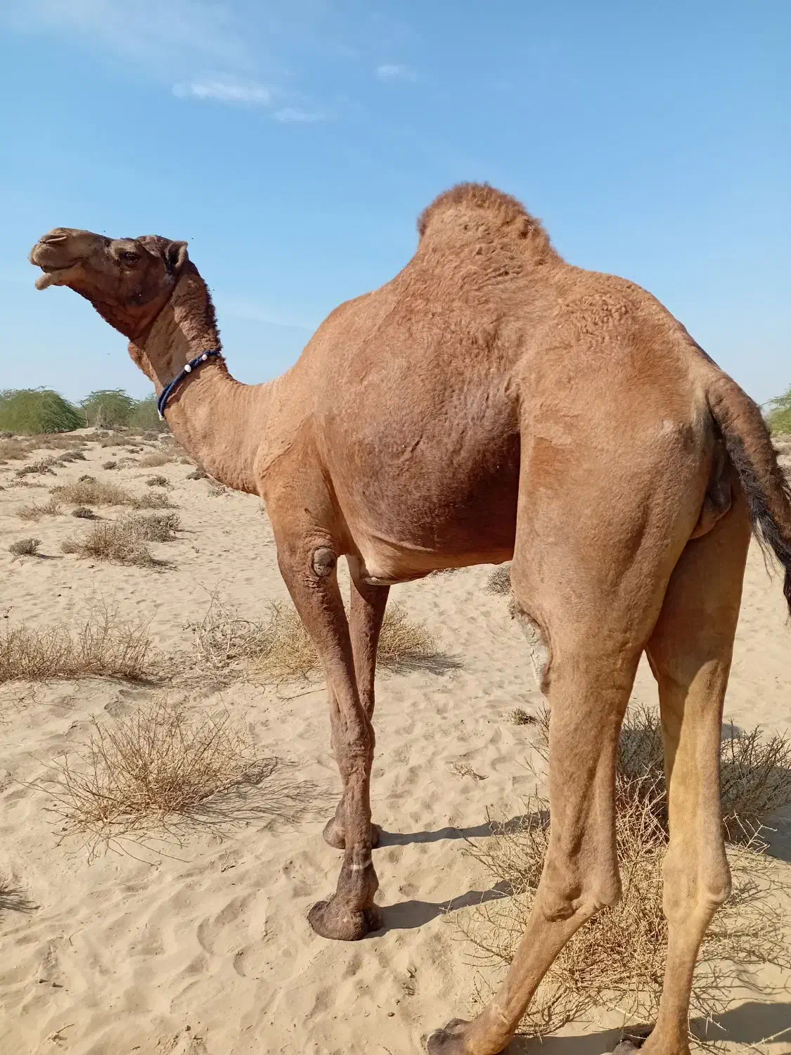 شتر نر|حیوانات مزرعه|بند زرک, |دیوار