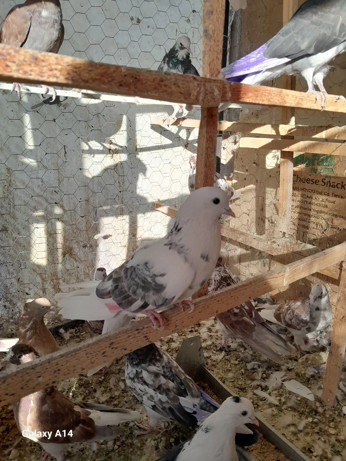 ماده خال سبز|پرنده|تهران, بازار|دیوار