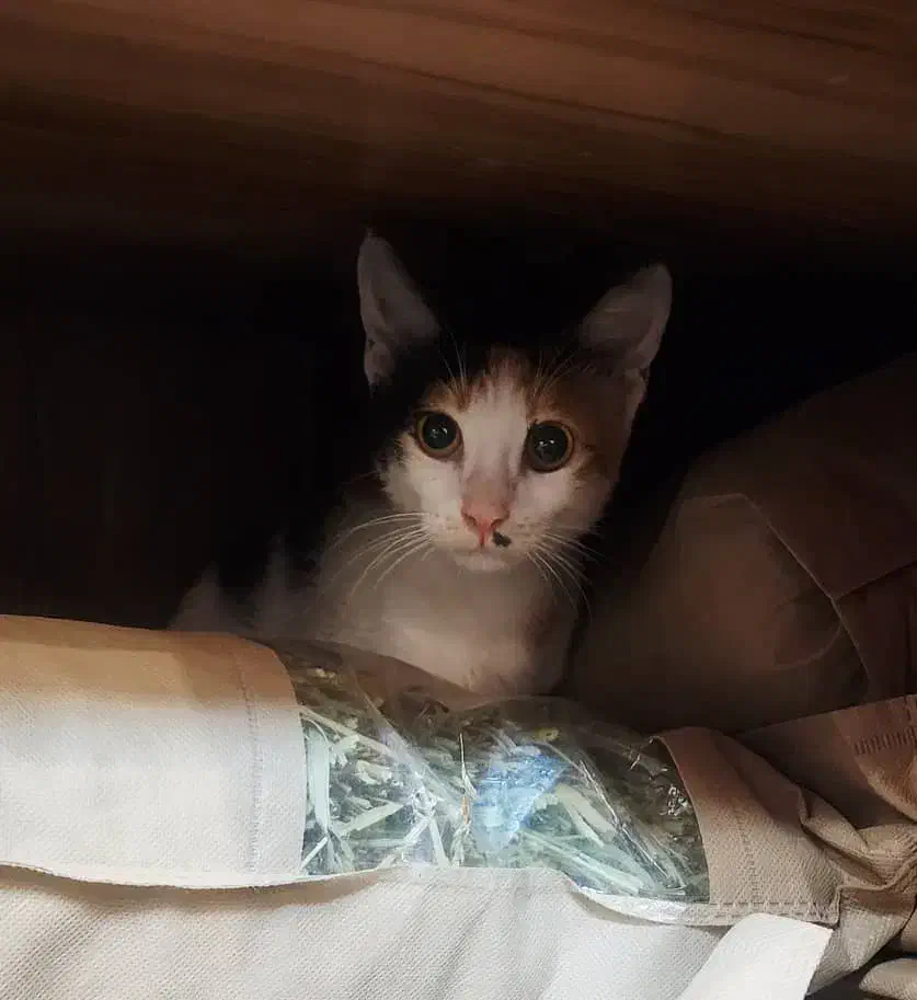 یک گربه نژاد داره پیدا شده|حیوانات|بندرعباس, |دیوار