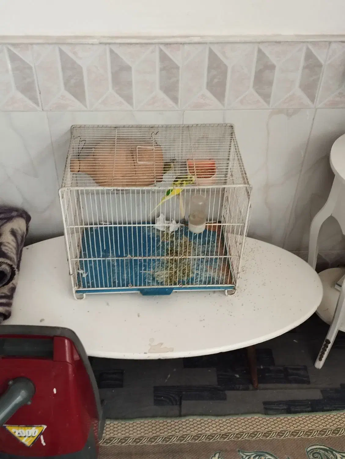 مرغ عشق جفت با قفس و لوازم همه با هم ۵۰۰|پرنده|نیشابور, شهرک اندیشه|دیوار