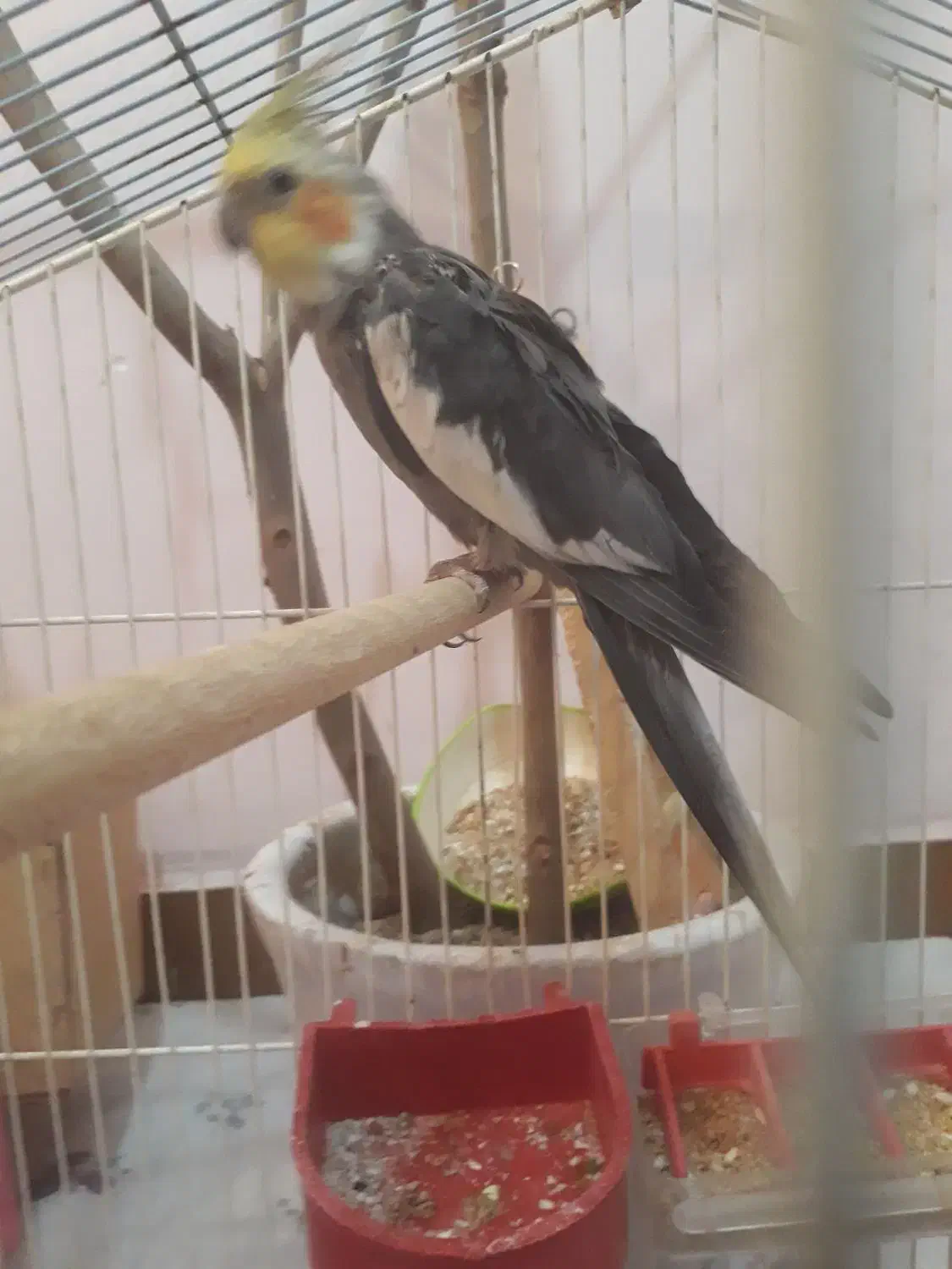 عروس هلندی|حیوانات|اهواز, کوی ملی راه|دیوار