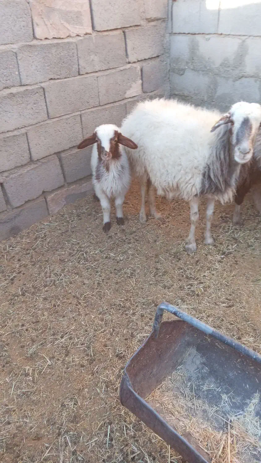 دوعدد میش زایده|حیوانات مزرعه|سرایان, |دیوار