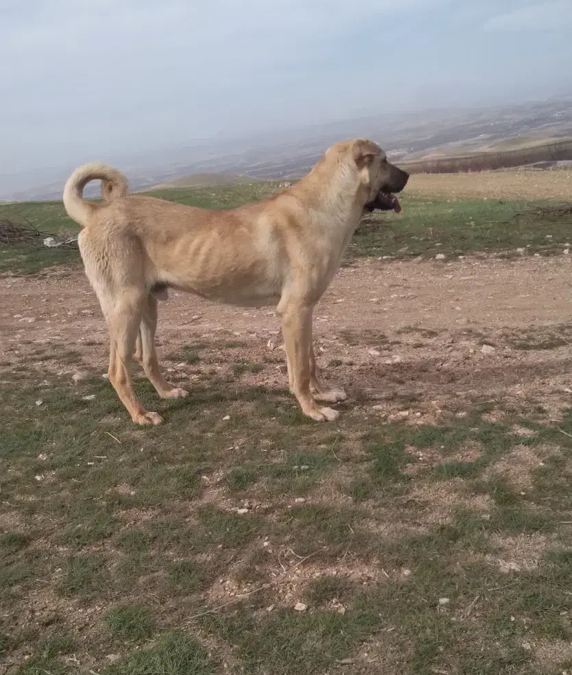 فروش سگ عراقی|سگ|مراغه, |دیوار