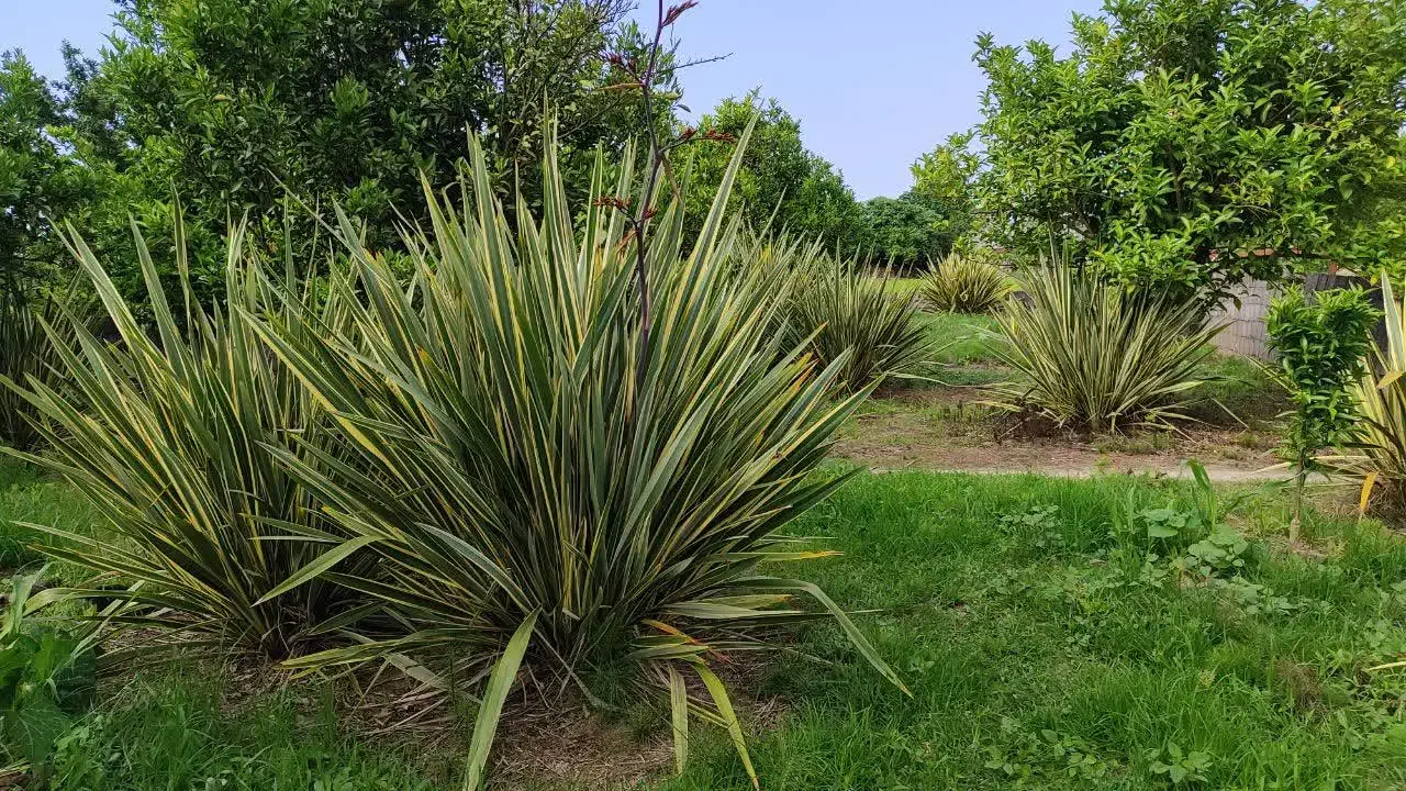 گل برگ شمشیری کنفی نیوزیلندی|گل و گیاه طبیعی|محمودآباد, |دیوار