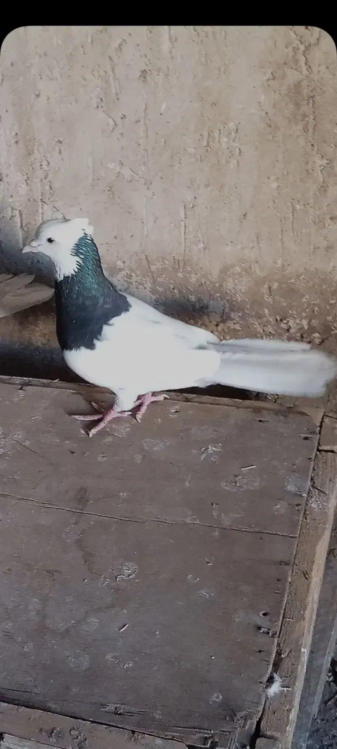 کفتر گم شده|پرنده|اسلام‌‌آباد غرب, |دیوار