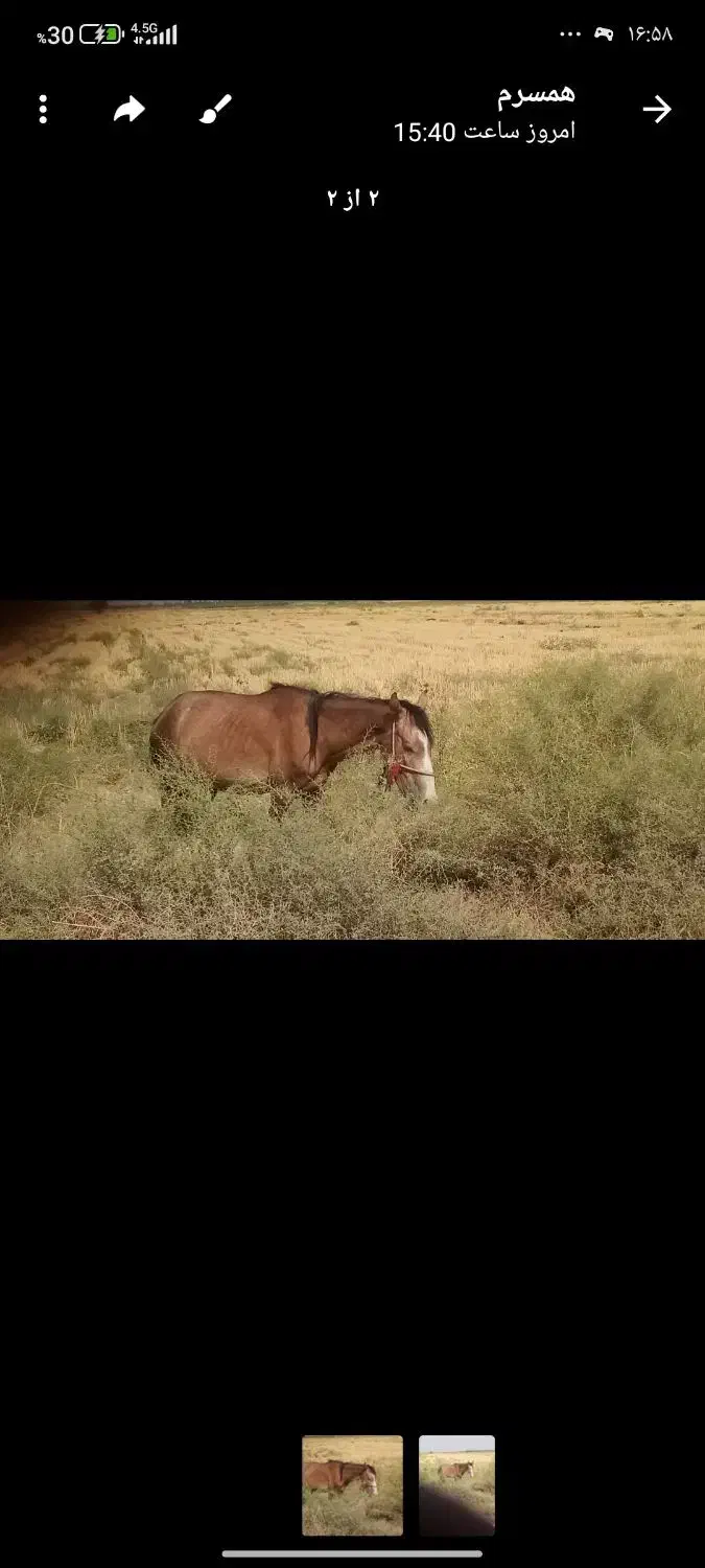 اسب نر دونیم ساله|اسب و تجهیزات اسبسواری|ارزوئیه, |دیوار