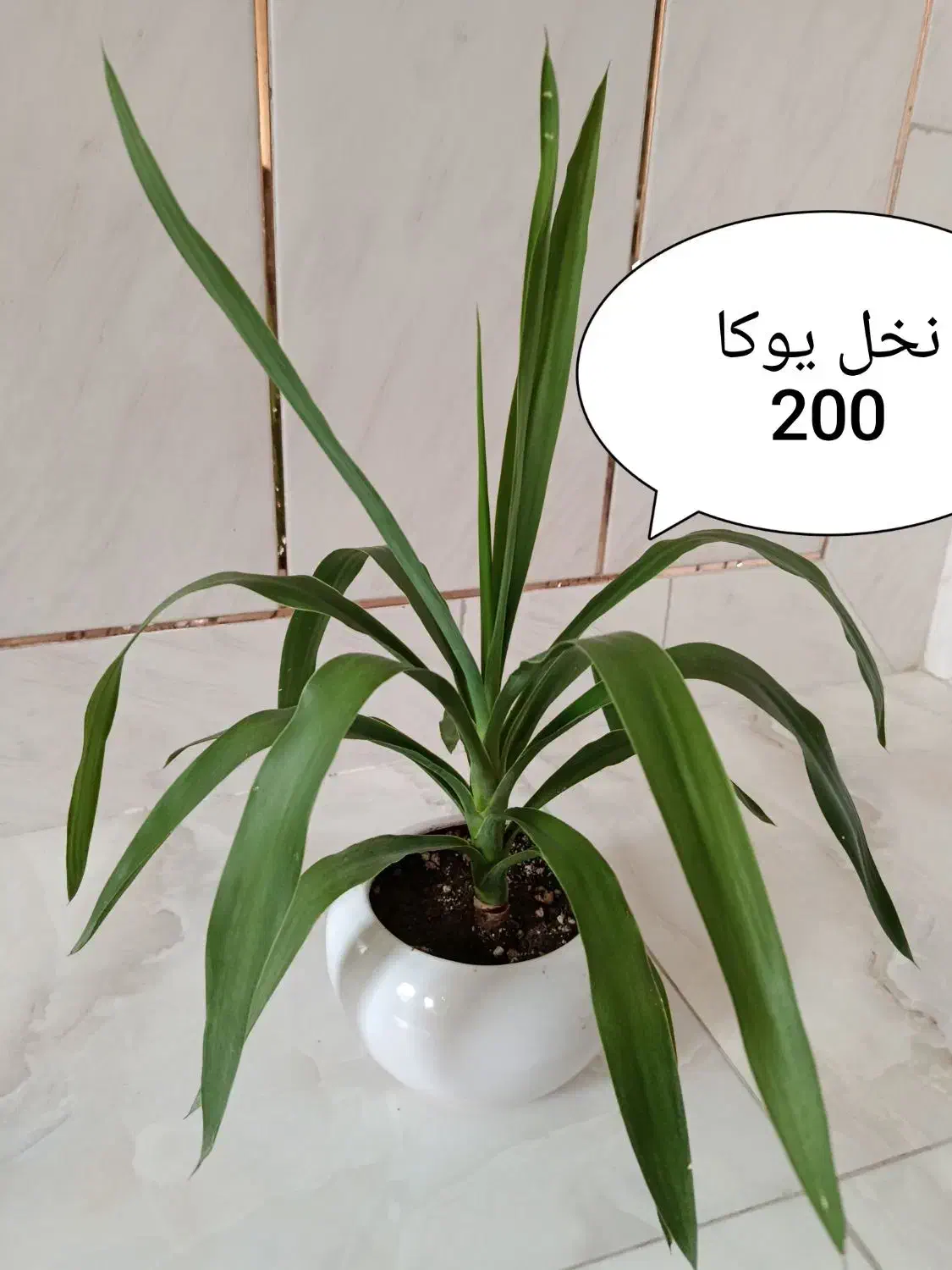 گلهای گرون آینده را الان ارزون بخر|گل و گیاه طبیعی|فلاورجان, |دیوار