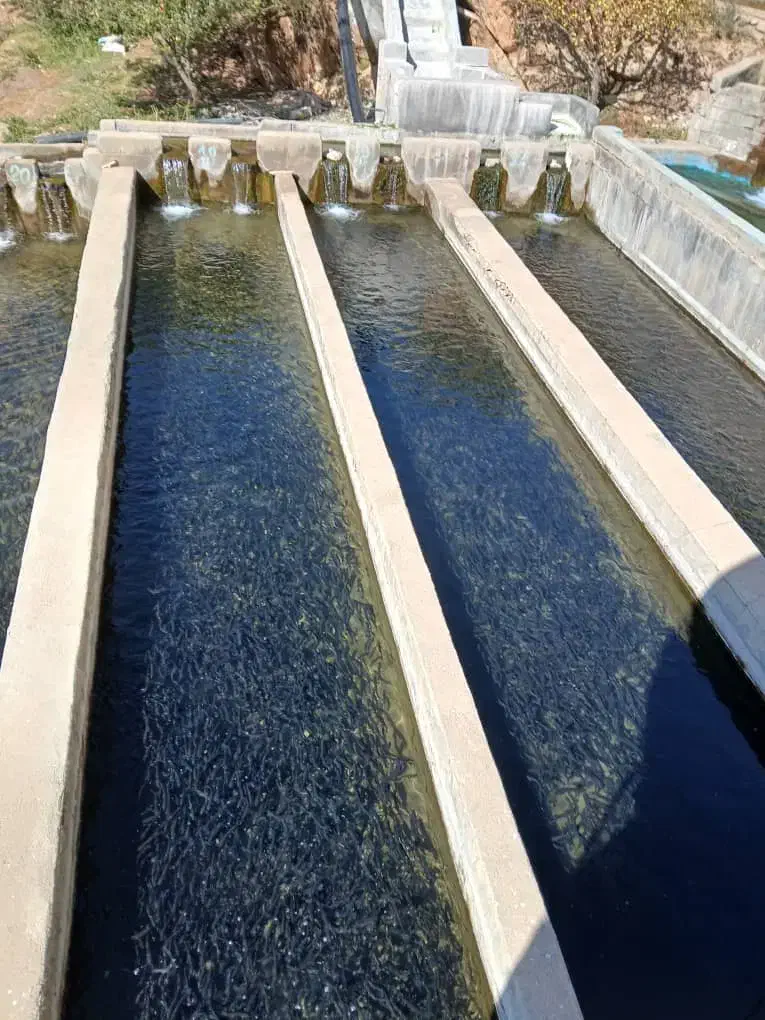 استخر بچه ماهی قزل الا|ماهی|مشهد, ویلاشهر|دیوار