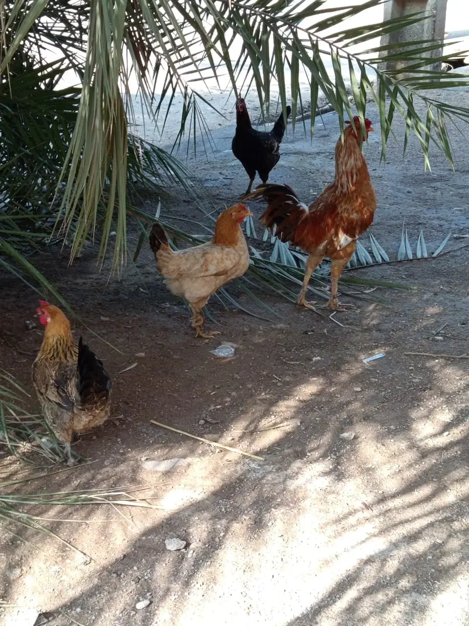 خروس مرغ محلی|حیوانات مزرعه|گتوند, |دیوار