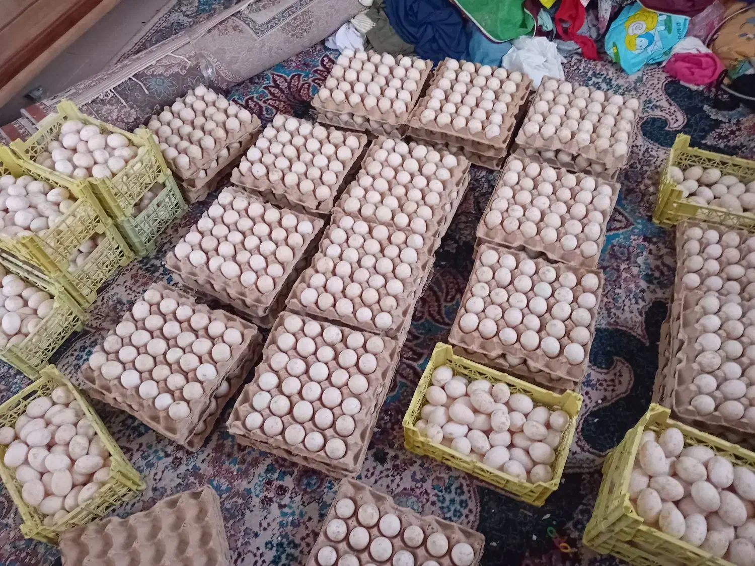 تخم اردک پکنی ومحلی|حیوانات مزرعه|آمل, |دیوار