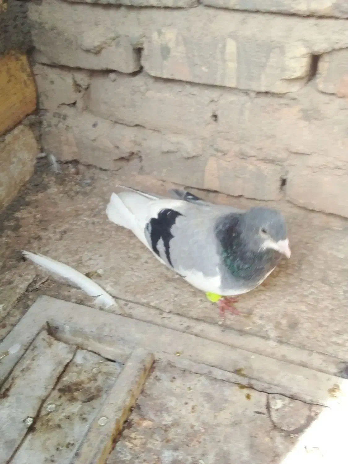 کبوتر|پرنده|اسفراین, |دیوار