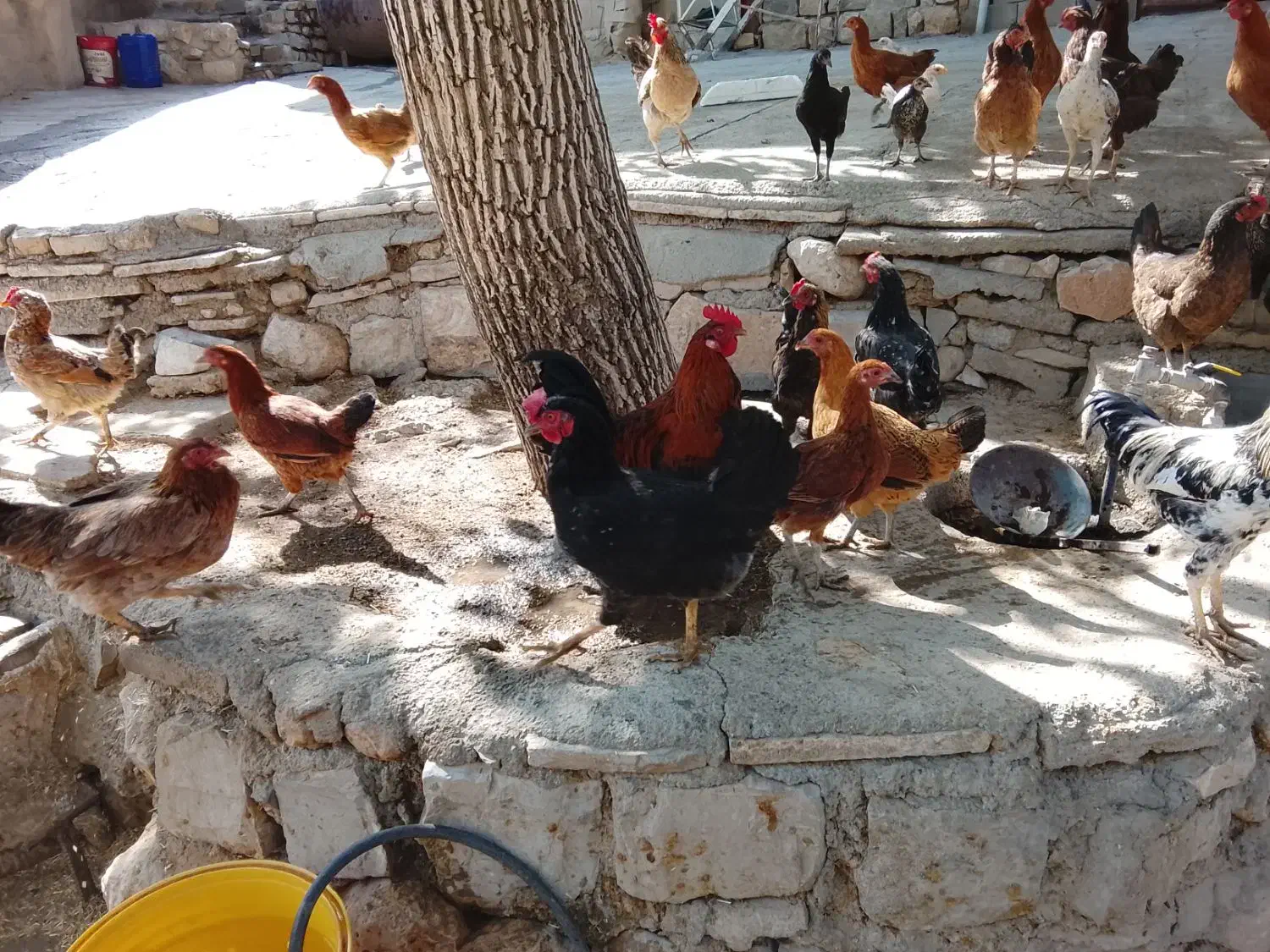خروس وجوجه|حیوانات مزرعه|ماهیدشت, |دیوار