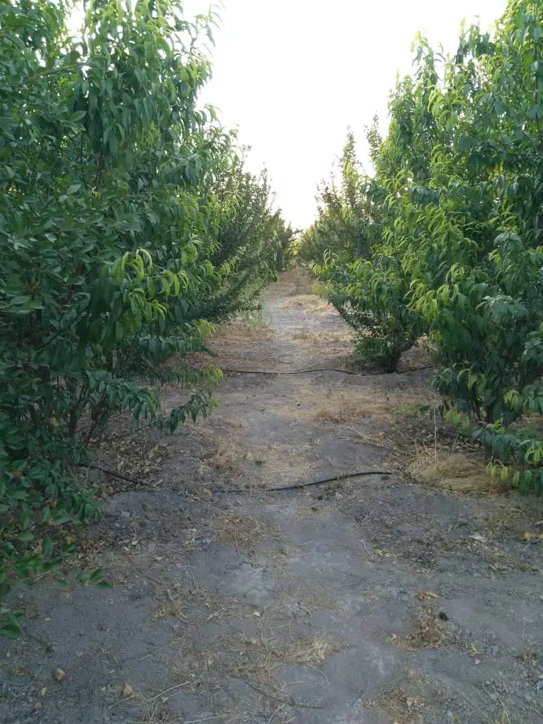 فروش /باغ شهری|فروش زمین و ملک کلنگی|مرودشت, بیست متری بیمارستان|دیوار