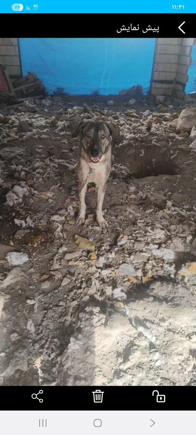 سگ گمشدهٔ|حیوانات|مشهد, الهیه|دیوار