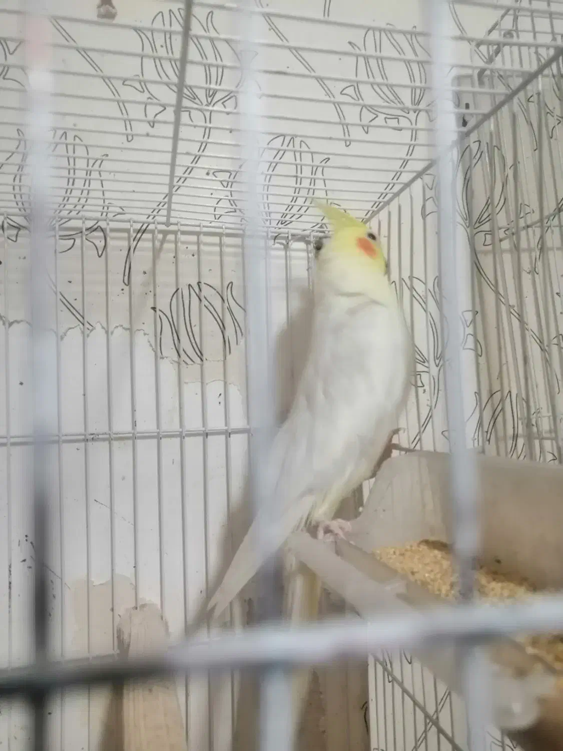 عروس هلندی ماده لوتینو ونر سیاموند|پرنده|مشهد, امیرآباد|دیوار