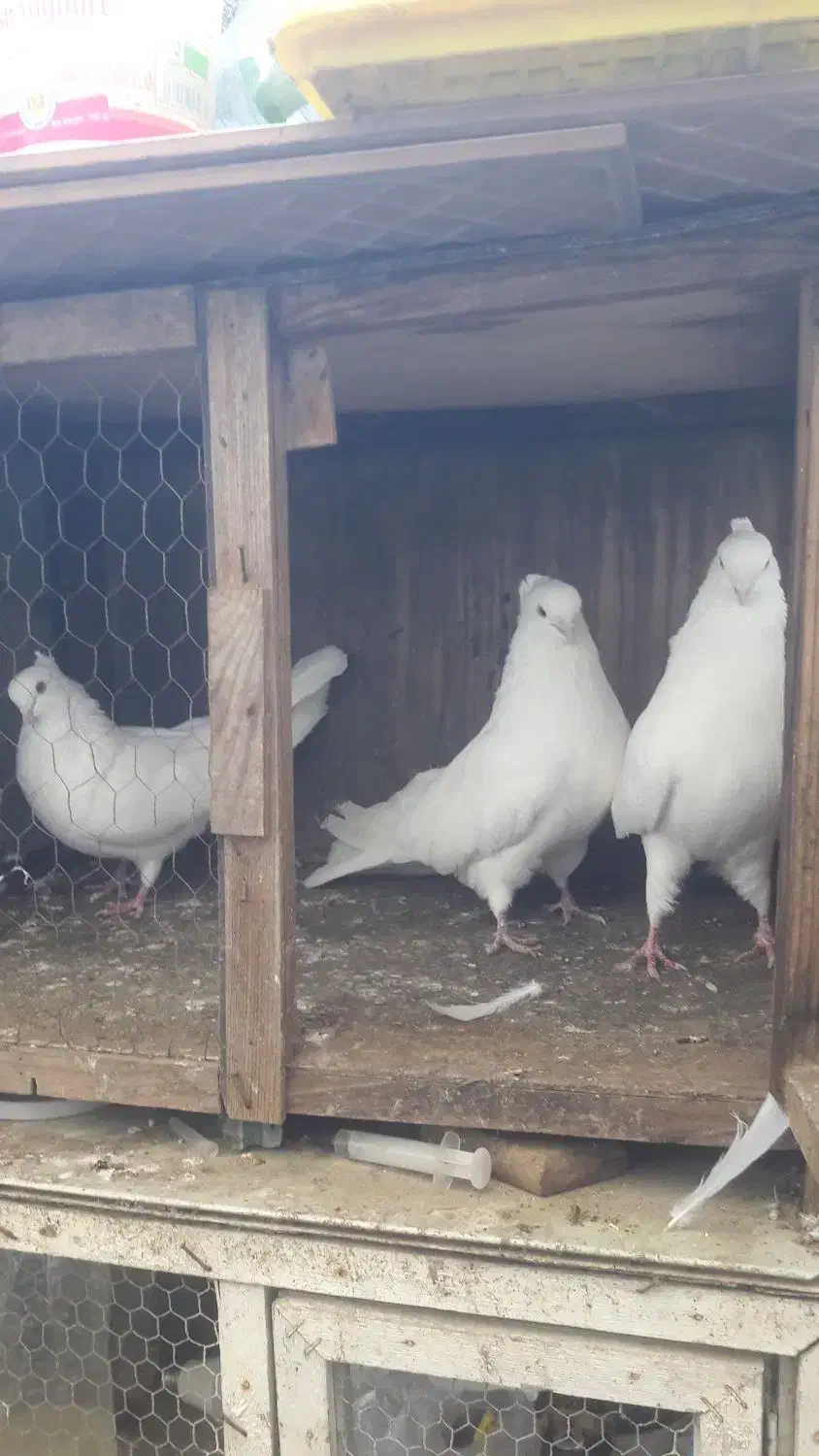 فروش کبوتر مسافتی یا المانی|پرنده|چمستان, |دیوار