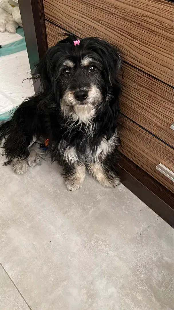 این سگ محدوده ابوالحسنی پیدا شده|سگ|اصفهان, خواجو|دیوار