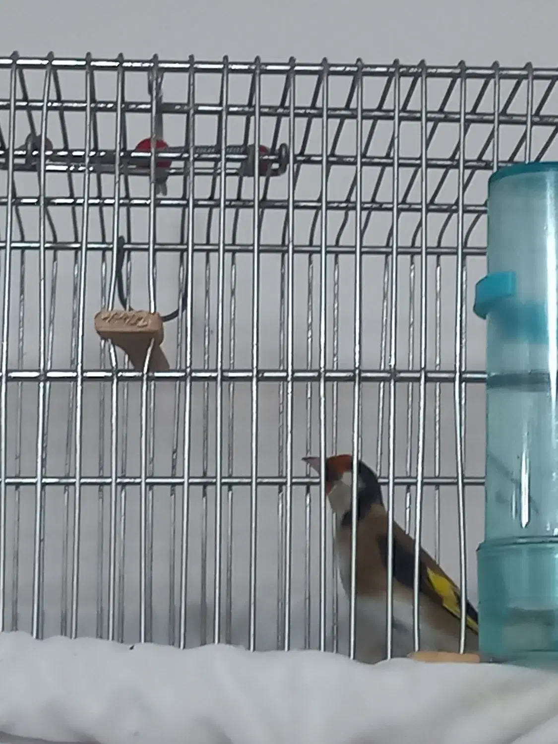 سهره جفت قناری|پرنده|رشت, فلسطین|دیوار