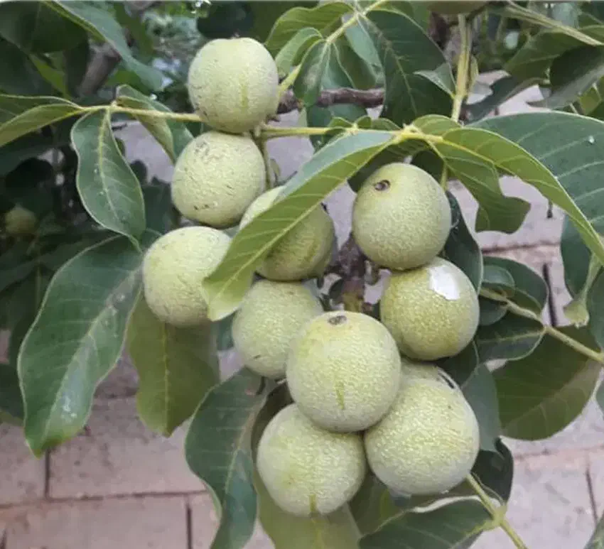 نهالستان گردو و بادام دیرگل و پربار پالیز|خدمات باغبانی و درختکاری|شهر بابک, |دیوار